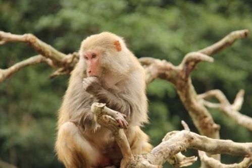 属猴人2026年运势详解及提升方法具体有哪些？