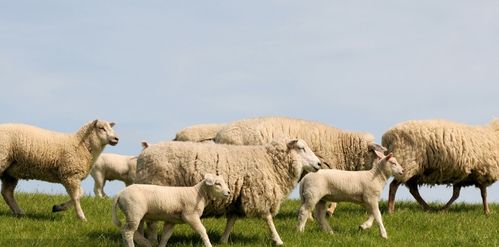 属羊人2026年12月运势具体如何？