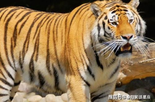 虎女和鸡生肖配对是否为最佳组合，虎和鸡属相的夫妻关系是否和谐？