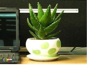 家里摆放风水芦荟有什么讲究和注意事项？