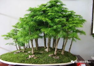 ：盆景艺术与传统风水文化的深度融合