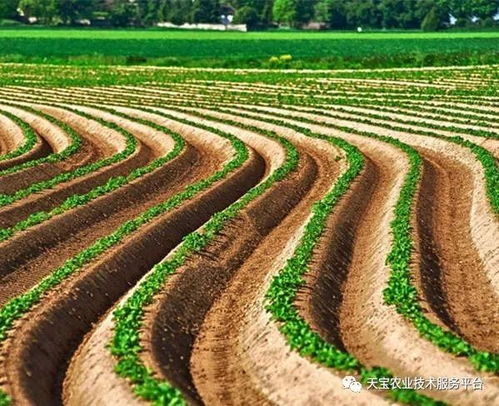 梦见在土地上播种预示着什么好运或变化？
