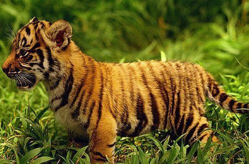 2026年10月属虎黄道吉日和全年最旺的日子是哪天呢？