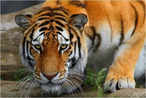 1974年属虎5月出生的人，2026年身体状况如何？