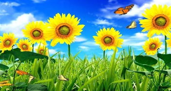 喜气洋洋对应哪个生肖？喜气洋洋代表什么数字？这三个数字有什么含义？