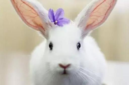 正月（农历一月）出生者：志向远大却难展宏图