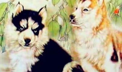 2026年属狗的人解太岁时，戴黑色还是红色饰品更合适，狗破太岁应该佩戴什么物品？