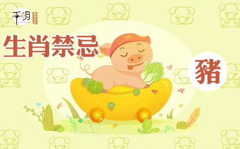 1995年属猪人2026年全年运势详解具体包括哪些方面？