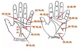 手相中的保护线和功名线，它们分别代表了什么？