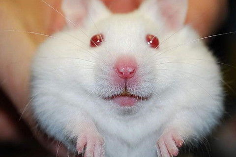 2026年属鼠7月开市最旺吉日是哪天？接财方位在哪里？