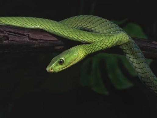 属蛇2026年二月运势属蛇2026年佩戴饰物究竟有何特殊含义？