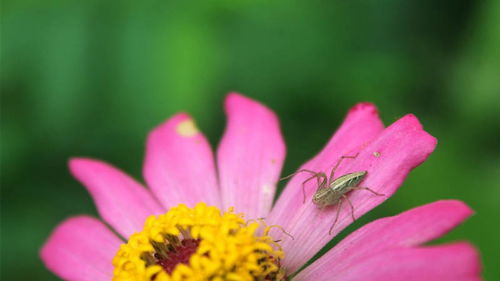 梦见花开的各种情况解析