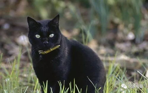 案例探究：李老头居住周边环境中的黑猫现象（原始叙事）