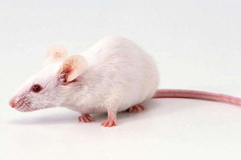 2026年生肖属鼠女性运势和2027年属鼠男性全年运势分别是什么？