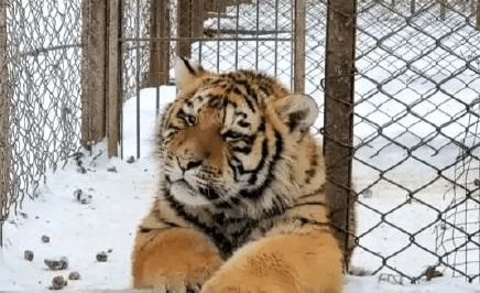 虎宝宝起名有哪些字好，推荐好听的名字大全？