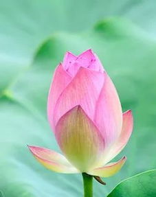 立夏节气之传统习俗与具体活动的系统性学术分析