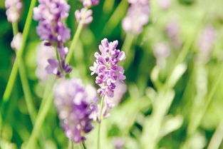 花菜梦境の迷幻解析