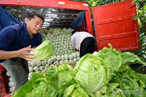 大白菜梦境全解析：从发财到倒霉的魔幻之旅