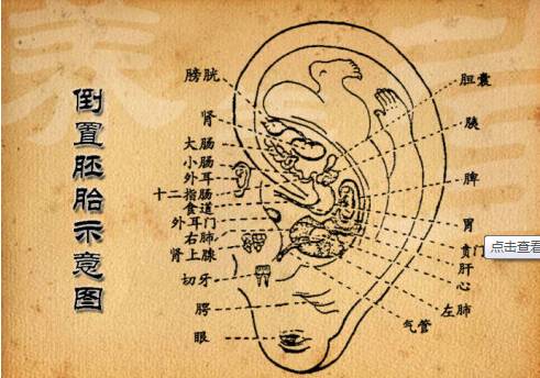 健康长寿：肾气充足且体魄强健