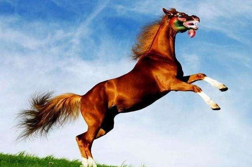 2026年属马的人运势如何，这一年会好吗？