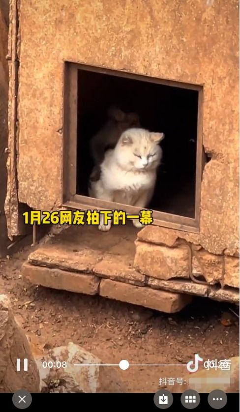 一、 猫叫行为的生理状况与行为学阐述