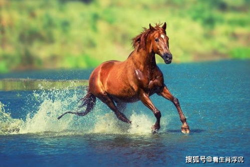 2026年属马的人运势如何，2026年到2027年这段时间会面临怎样的挑战和机遇？