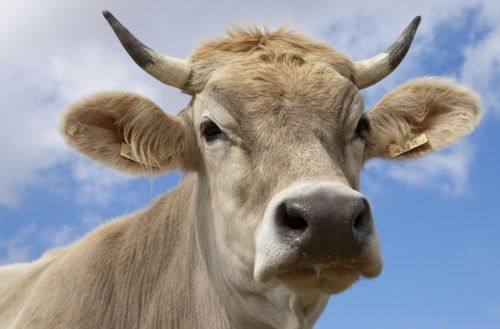 2026年属牛运势中两喜一灾，全年如何制定旺运攻略？