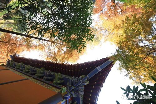 #4 古栎树与千年古松——自然界的大龄明星