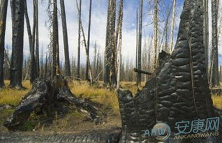 梦见锯断别人树木的梦境有什么特殊含义？