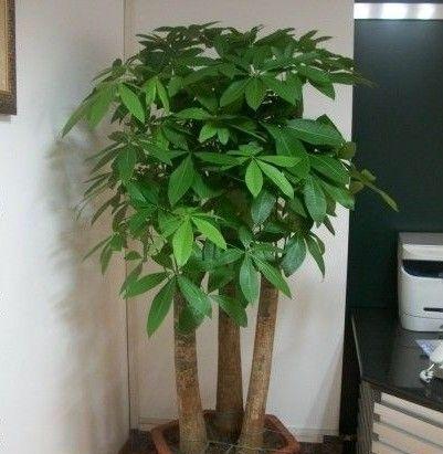 招财聚气：增强财富运势