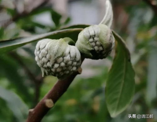 结香树图片大全中，这种树具有辟邪功效吗？吉凶如何？