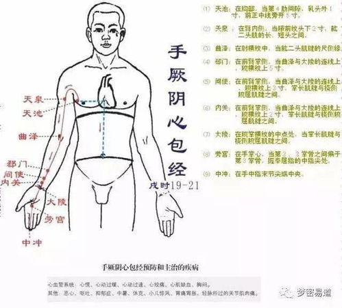 一、  经络与人体健康：连接气血的神经系统