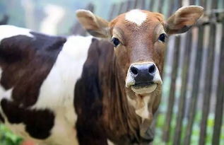 一、 六月生肖牛的整体性格基调：动静结合下的复杂性