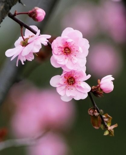 一、 青龙伏形格局之结构特征