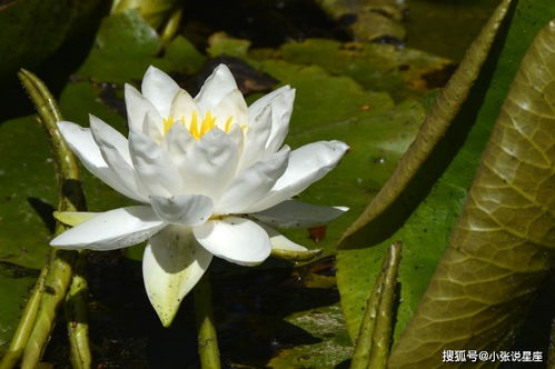 凛冬已至，心却火热！这些星座12月桃花炸裂