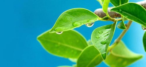 砍树梦？建议直接报警！