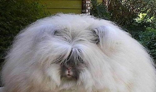 2025年12月23日属狗，今日冲兔，相刑龙，相合羊，吉日：狗日兔冲，羊合吉