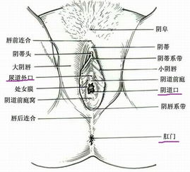 女性耳朵大小与精气神的关联