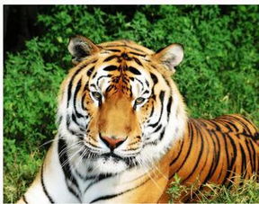 86年属虎的生辰礼物对属虎人婚姻有何特殊意义？