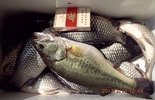 觀背青鱸（Prochilodus lineatus）※注：此名称源自原文“觀背青鳉”推测为一种较小型寒冷水鱸类]