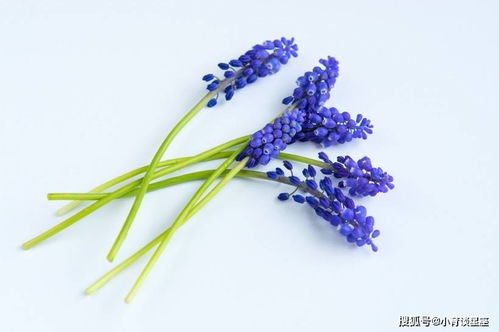 白水晶！净化心灵的魔法石！