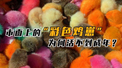 一、 传统命理学视角的考量：刑冲克害与家庭和谐