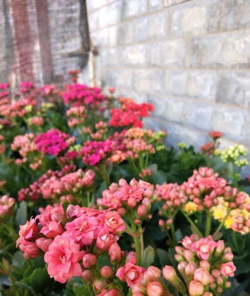 一、 谚语溯源： “阳台四花”究竟指何？