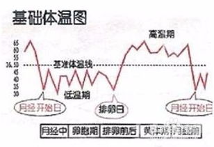 4. 基础体温监测：追踪排卵情况