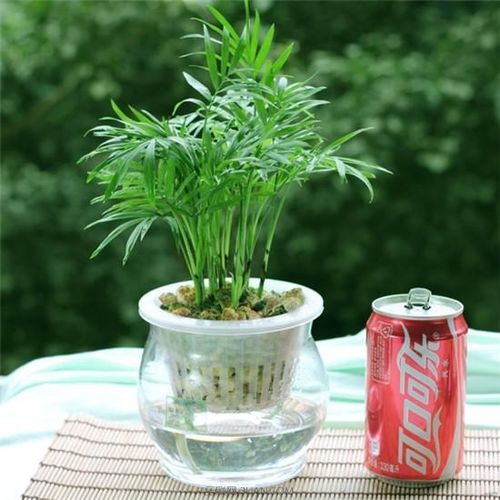 如何摆放袖珍椰子才能避风水禁忌？