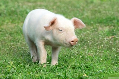 职场上的猪猪人：从默默无闻到突然爆红