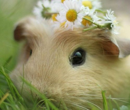 属鼠女生和哪个属相最般配？送属鼠女生礼物有何寓意？