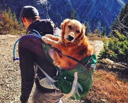 一、 老年散步偶遇疑似流浪犬之案例分析