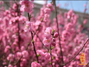 1996年属鼠人的桃花运和桃花具体指什么？