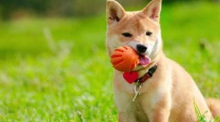 2026年属狗女性财运和事业运势如何？